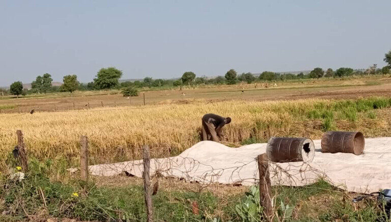 Aminu Buhari in his farm at Sokoto