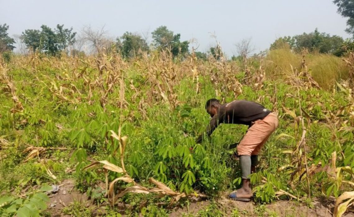 In-Nigeria-COVID-19-Affects-Local-Farmers-Causes-Food-Scarcity-780x470